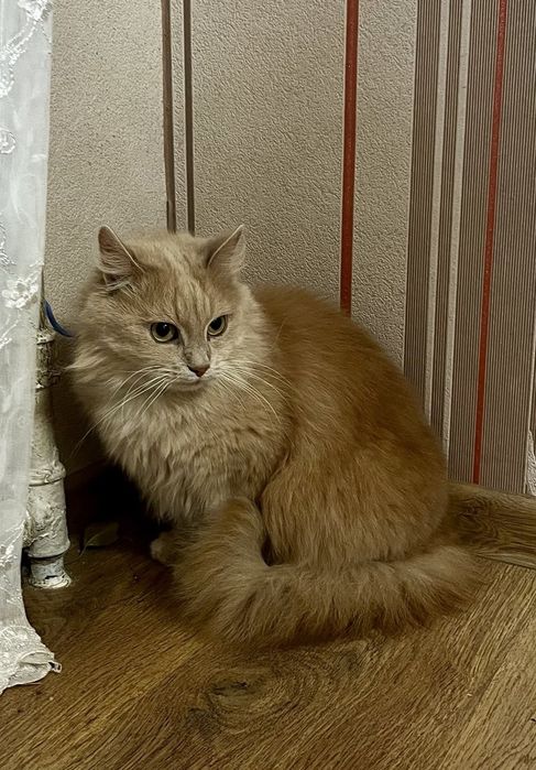 Шукаємо люблячі руки для нашої кішечки