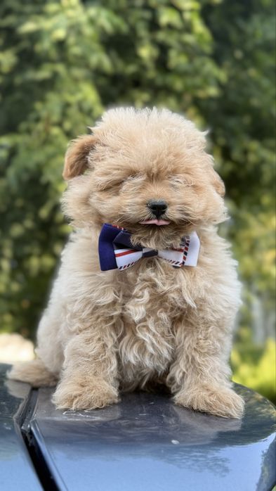 Мальтіпу дітлохи хлопці