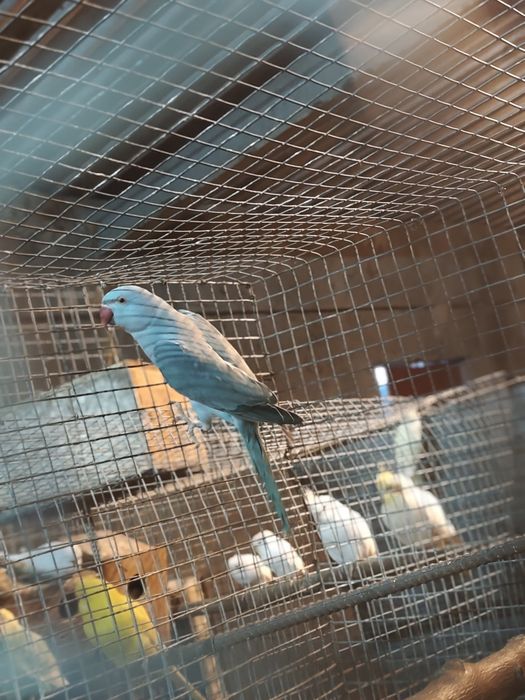 Ring necks casal 2025