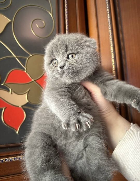 Котёнок. Мальчик с документами!