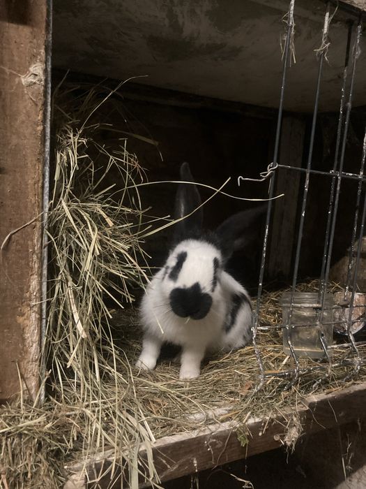 Króliki Srokacz olbrzym