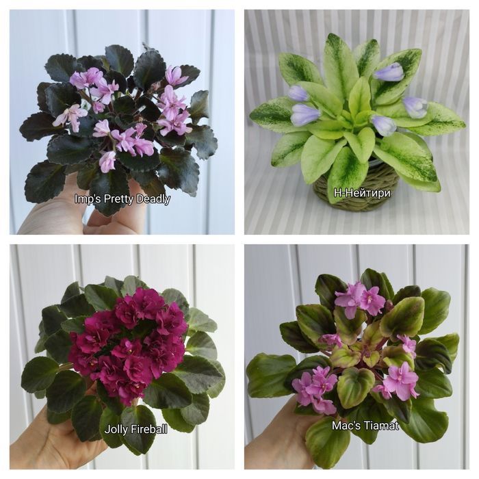 Продам фіалки міні і напівміні