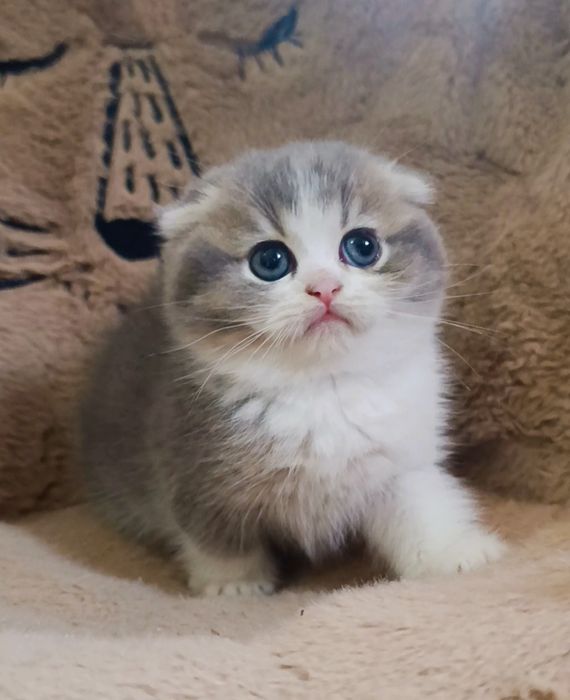 Menino scottish fold
