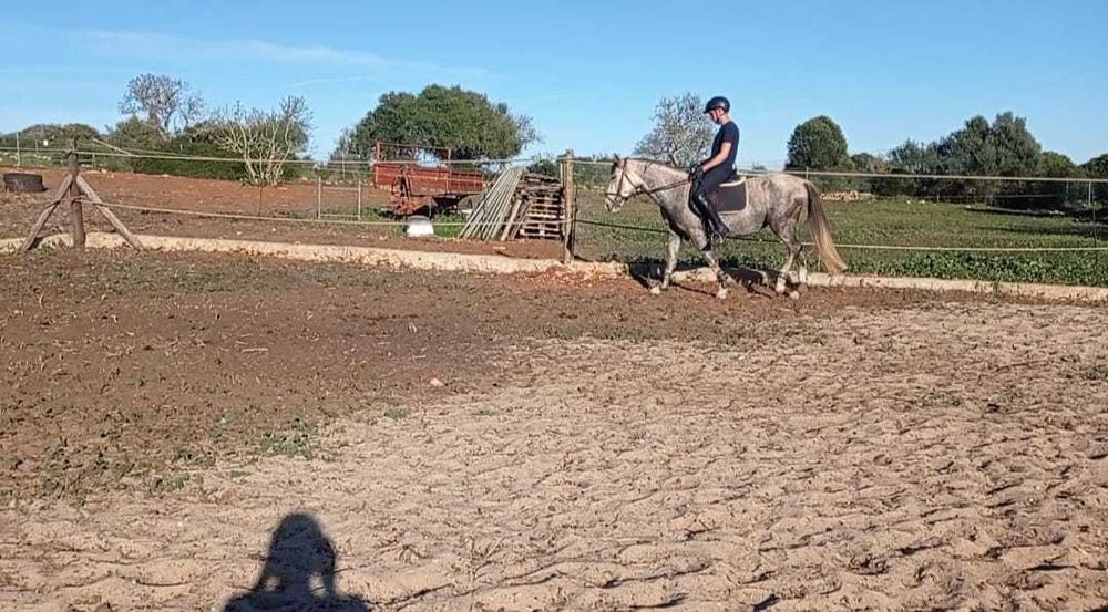 Égua Cruzada Montada