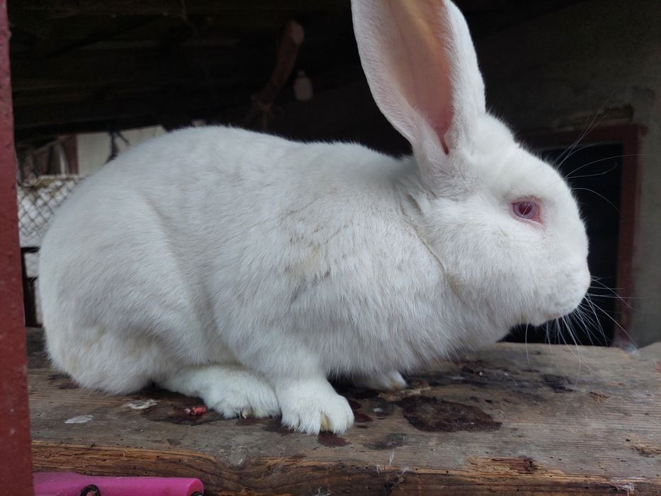 Кролики Термонська Біла