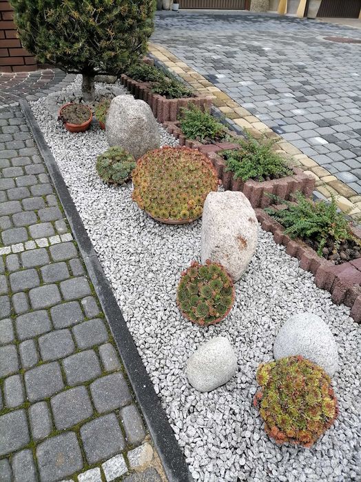 Skalniaki rojniki w doniczce wieloletnie