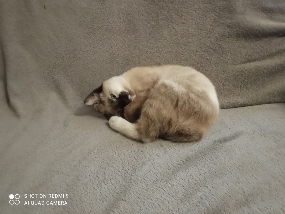 Кішка сіамська маленька вік 2 с половиною місяця чистокровна.