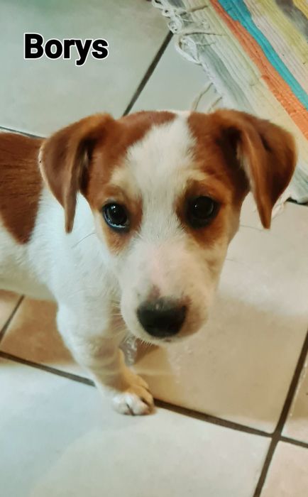 Jack Rusell Terrier gładkowłosy chłopak. Hodowla z 19 letnim stażem