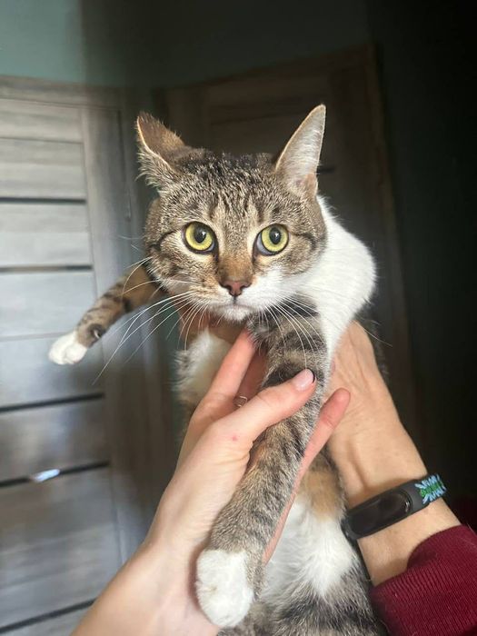 Шукає родину кішка знайдена на вулиці