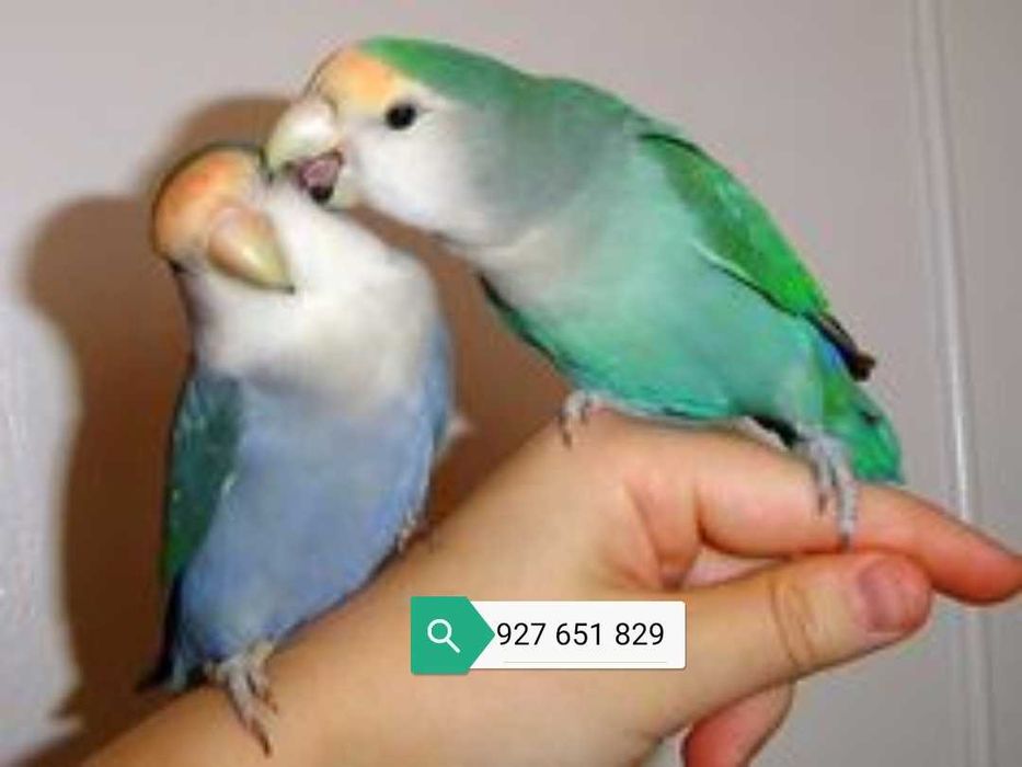 Roseicollis domésticados /Agraponis