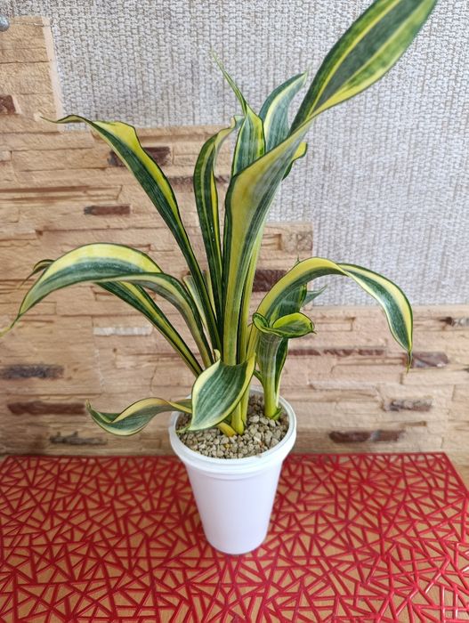 Сансевієрія Голден Баннер (Sansevieria Golden Banner / Gold Banner)
