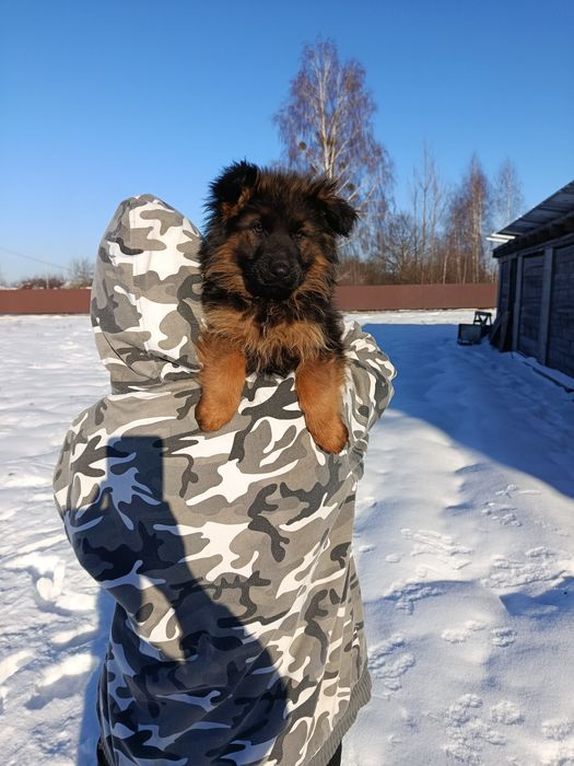 Німецька вівчарка