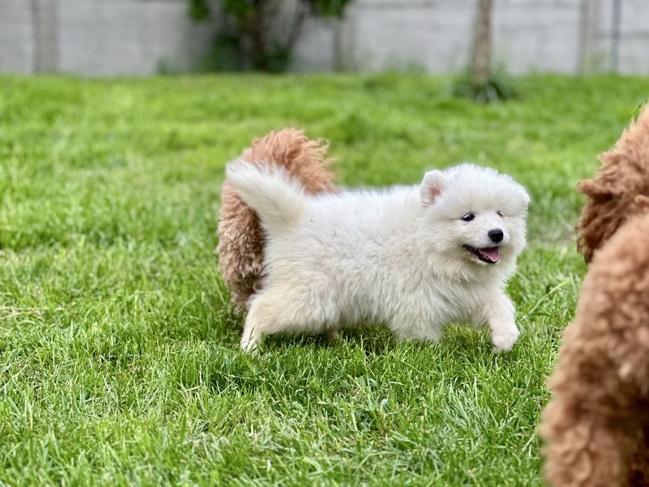 Juz do odbioru! Szczeniak Samoyed