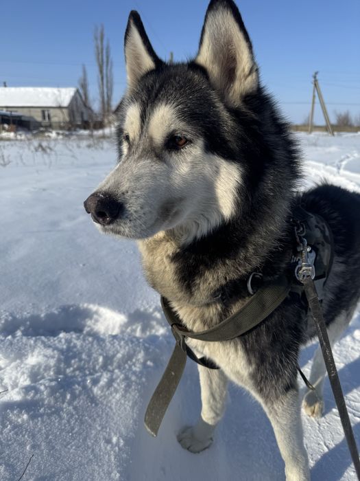 Отдам хаски в добрые руки