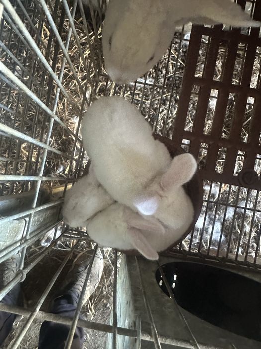 Troca de coelhos de raça
