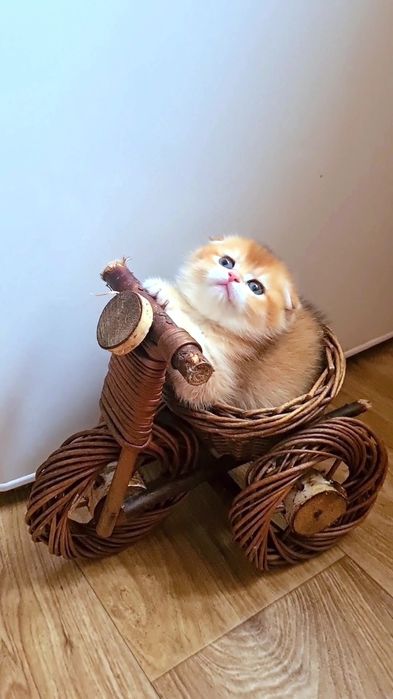 Самый красивый мальчик