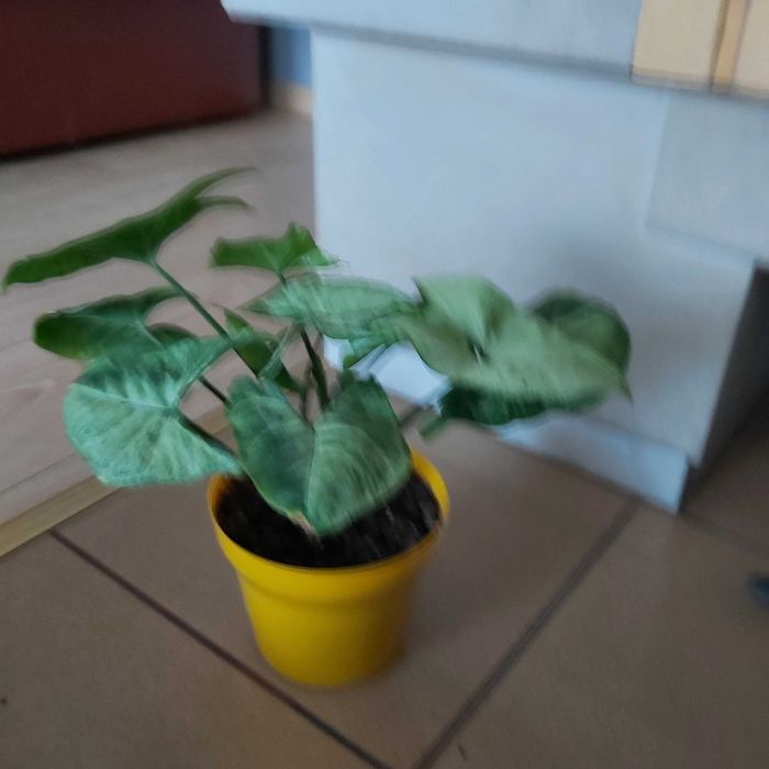 Zroślicha wiecznie zielona