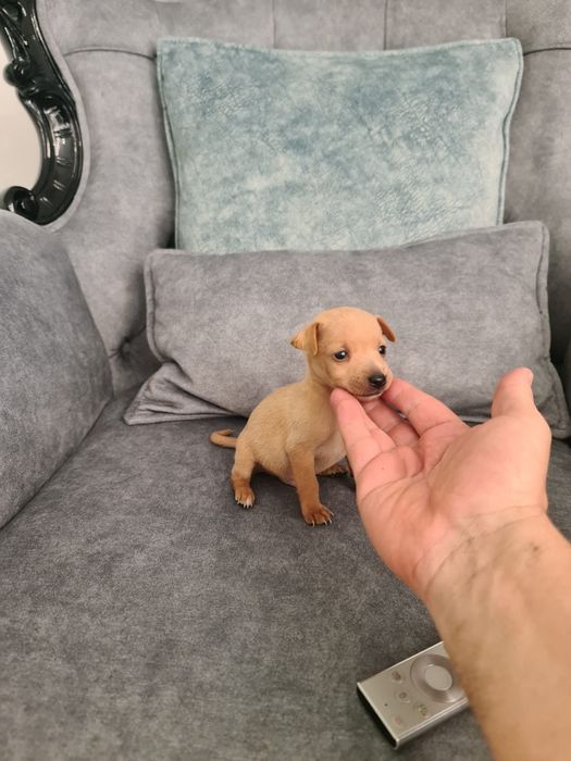 Pinscher miniatura