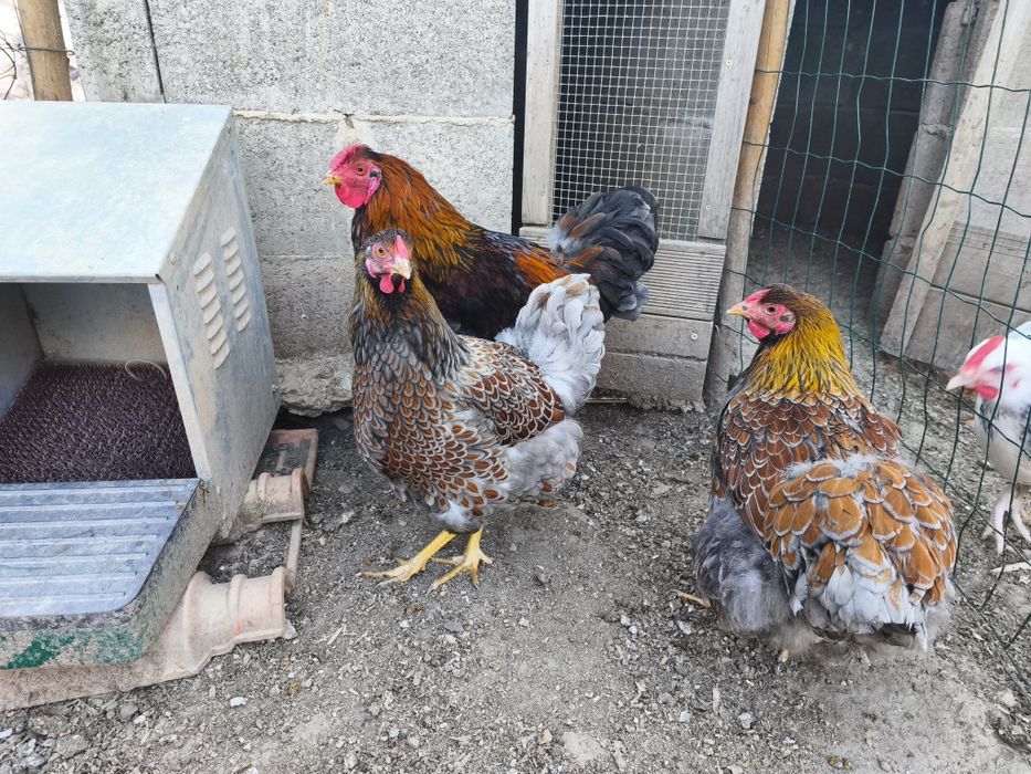 Ovos de galinha de raça