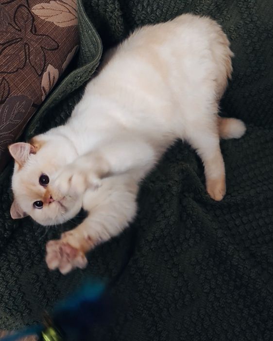 Голубоглазый Шотландец в ожидании кошечек