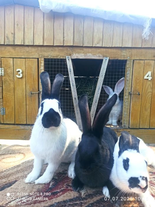 Кролики  Білий велетень, бургундці, німецький строкатий велетень
