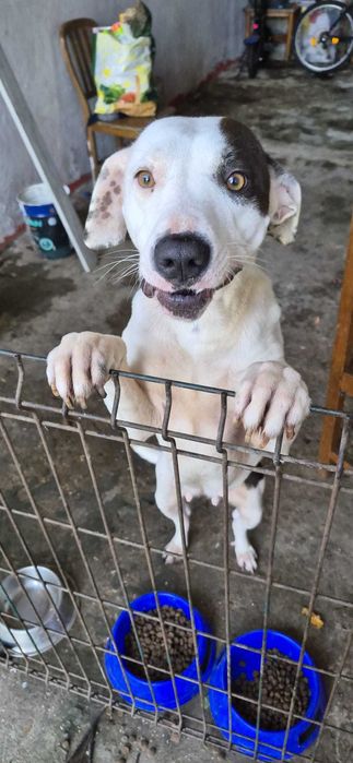 Pitbull Femea Para Adoçao