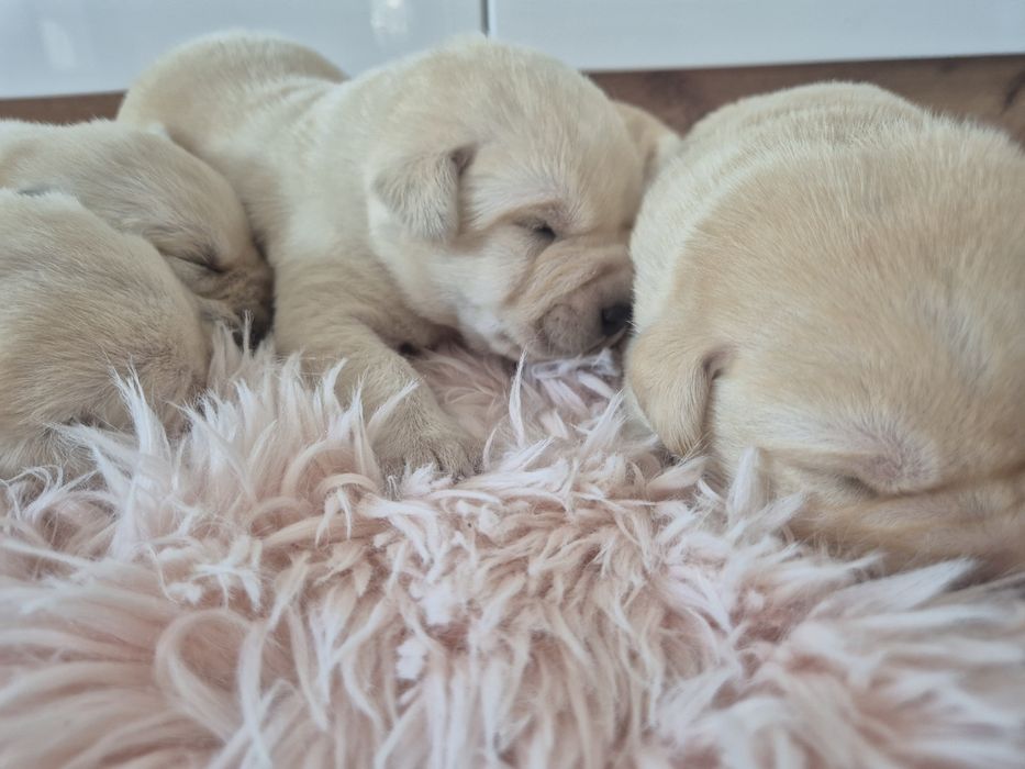 Labrador retriever suczka