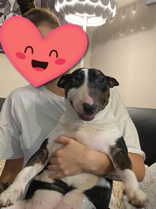 Bulterier miniaturowy sunia z rodowodem  FCI