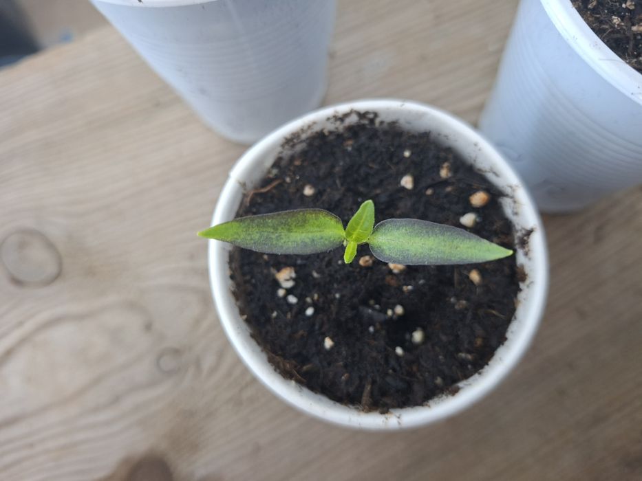Plantas - Pimentas Picantes