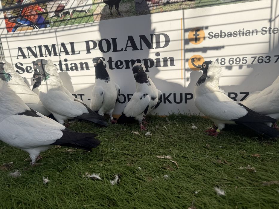 Gołębie. Zakonniki. Zakonnik. Możliwy transport