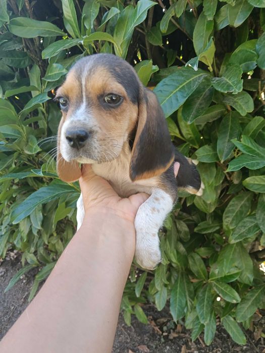Beagle macho  dois meses