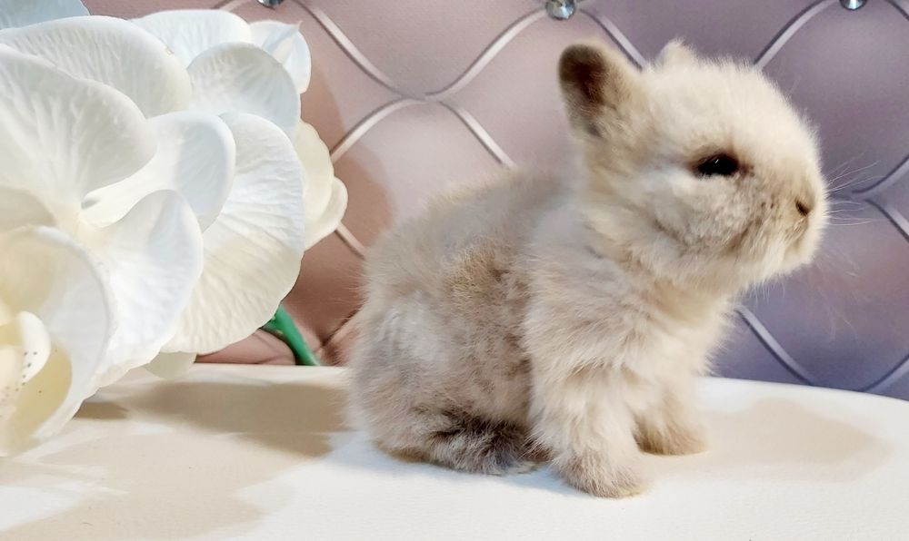 Karzełek Fluffy Teddy puchaty miś