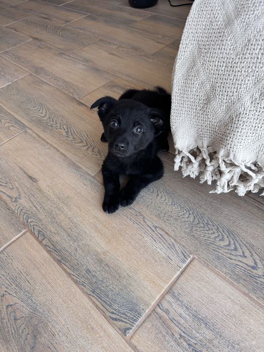 Цуценята хлопчики в добрі руки, будуть маленькі, до 9 кг