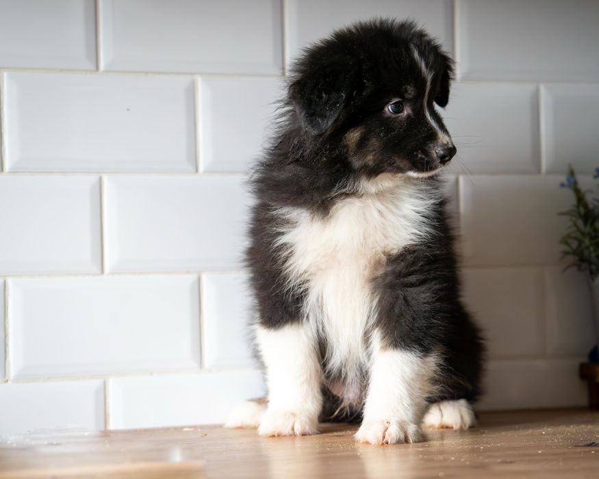 Owczarek Australijski piesek