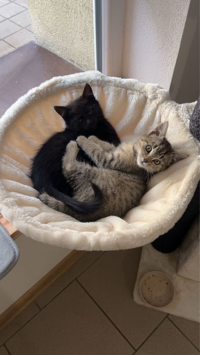 odam mala kotke w dobre rece