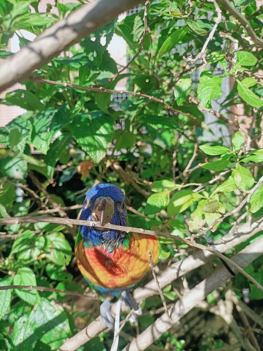 Loris Molucano criado à mão