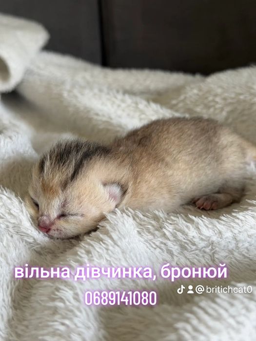 Дівчинка briny25