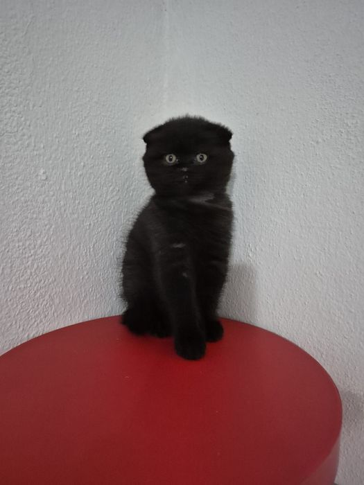 Gatinha Scotish Fold