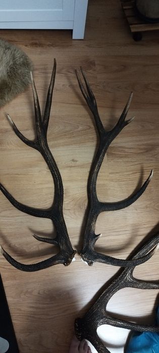 Poroże jeleńa para 14 waga ponad 4 kg