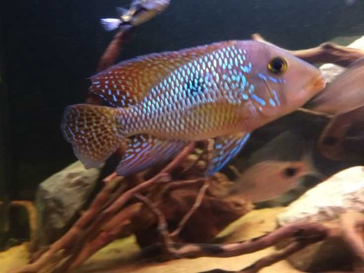 Ziemiojad brazylijski - Geophagus brasiliensis - dowóz, wysyłka