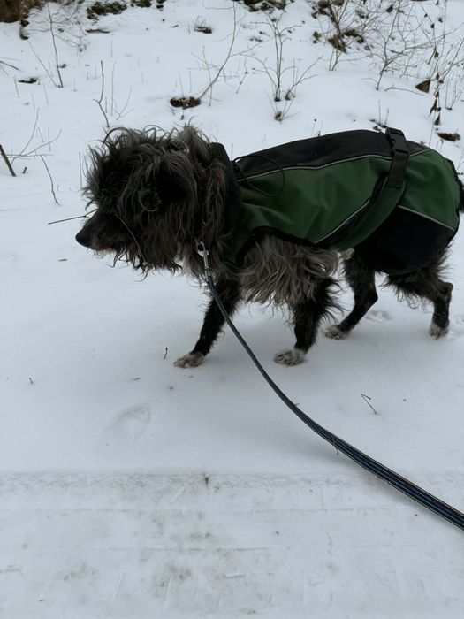 Mały pies szuka domu