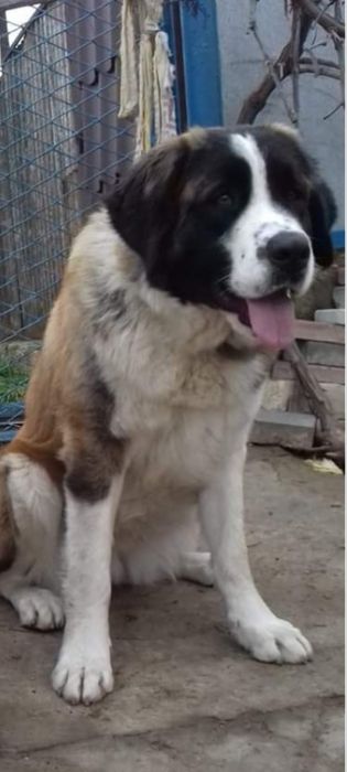 Передержка собак: 150 грн. - Собаки Херсон на Olx