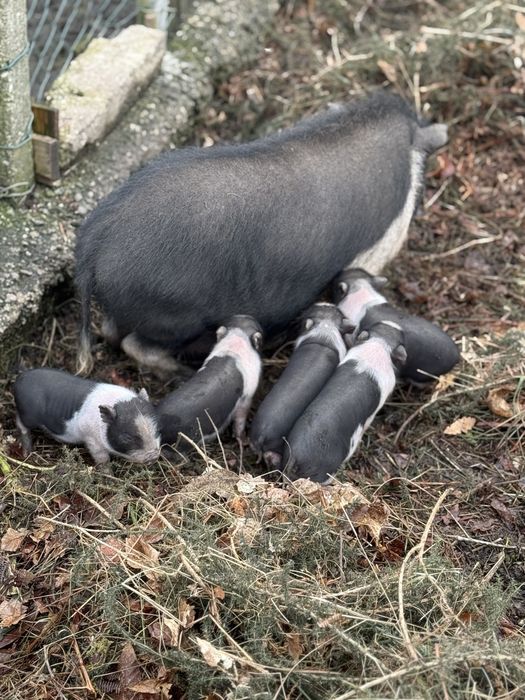 Vendo porcos vietnamitas