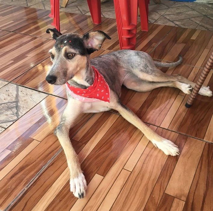 Dog Walking & Pet Sitting
