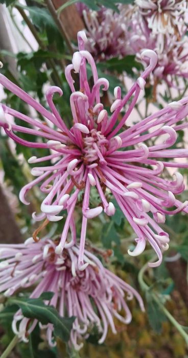 хризантема маточники