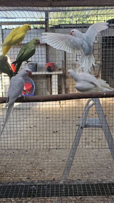 Pra cedencia ring neck e casal de caturras