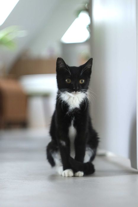 Czy nieśmiała Bajka znajdzie dom?