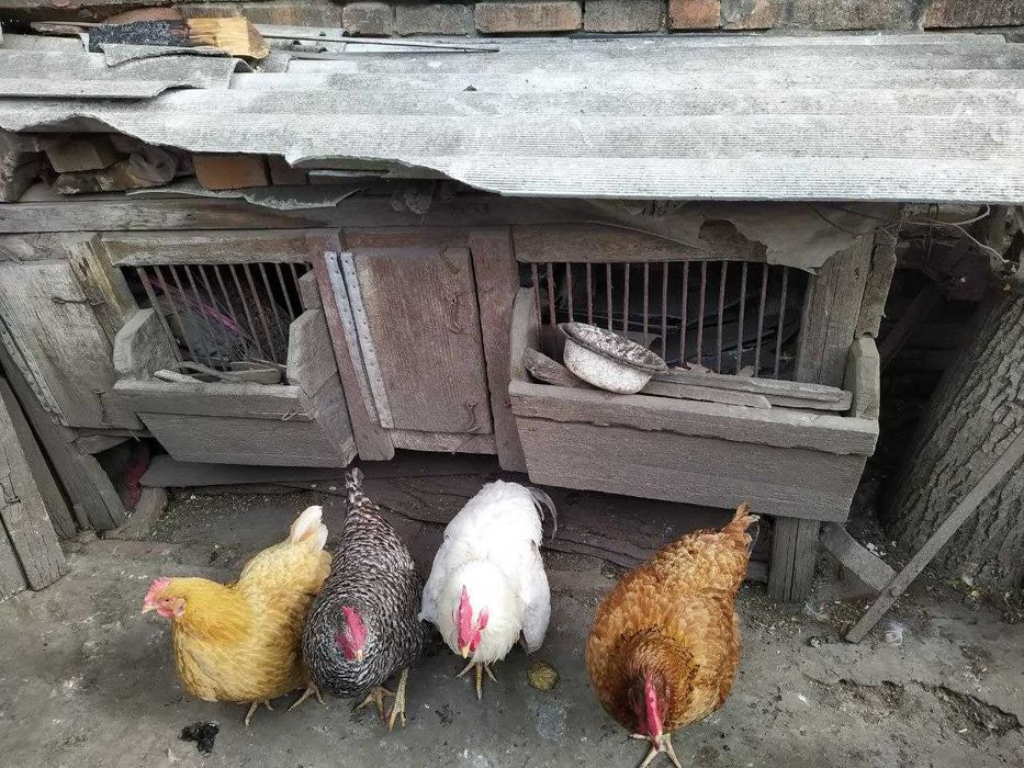 Великі клітки для Кролів