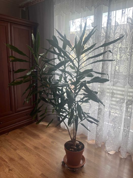 Sprzedam Piękną Dracenę