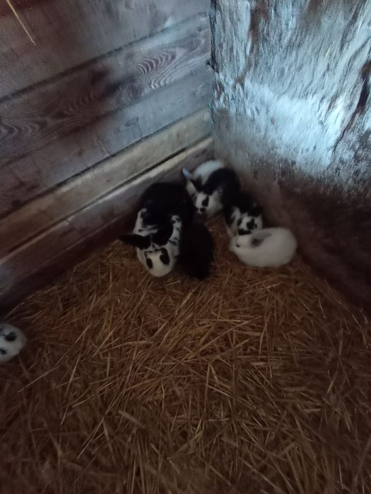 Sprzedam małe króliczki